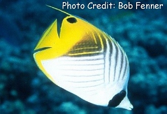  Chaetodon auriga (Threadfin Butterflyfish, Auriga Butterflyfish, Diagonal Butterflyfish)