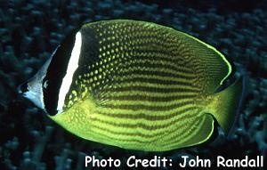  Chaetodon auripes (Oriental Butterflyfish, Gold Butterflyfish)