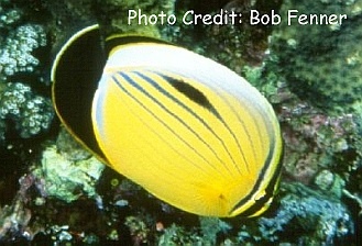 Chaetodon austriacus (Exquisite butterflyfish, Blacktail Butterflyfish)