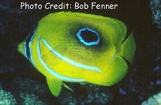  Chaetodon bennetti (Bennett’s Butterflyfish, Bluelashed Butterflyfish)