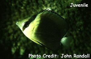  Chaetodon blackburni (Blackburn’s Butterflyfish, Brownburnie Butterflyfish, Rayed Butterflyfish)