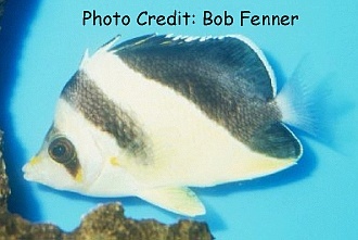  Chaetodon burgessi (Burgess' Butterflyfish)