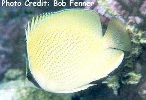  Chaetodon citrinellus (Speckled Butterflyfish, Citron Butterflyfish)