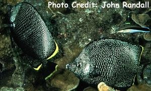  Chaetodon daedalma (Wrought Iron Butterflyfish)
