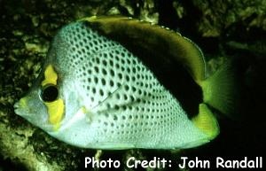  Chaetodon declivis (Marquesas Butterflyfish, Declivis Butterflyfish)