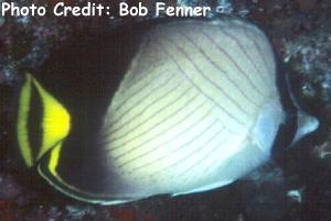  Chaetodon decussatus (Indian Vagabond Butterflyfish, Black-finned Butterflyfish, Blackened Butterflyfish)