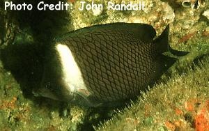  Chaetodon dialeucos (Oman Butterflyfish)