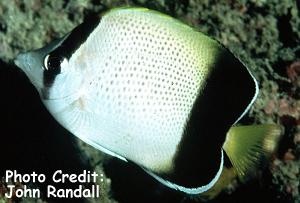  Chaetodon dolosus (African Butterflyfish, Blackedged Butterflyfish)