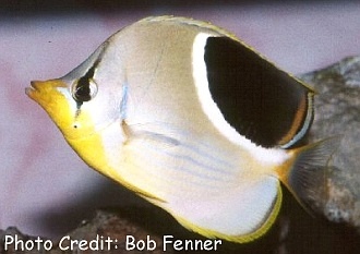  Chaetodon ephippium (Saddleback Butterflyfish, Saddled Butterflyfish)