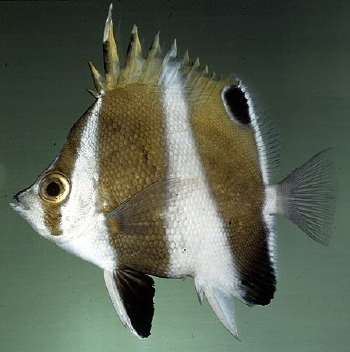  Chaetodon excelsa (Hawaiian Gold-barred Butterflyfish)