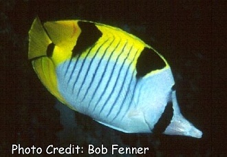  Chaetodon falcula (Falcula Butterflyfish, Blackwedged Butterflyfish)