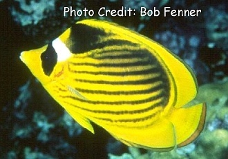  Chaetodon fasciatus (Red Sea Raccoon Butterflyfish)