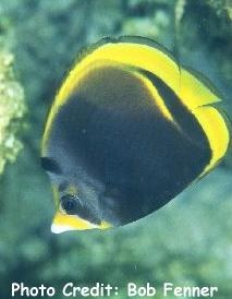  Chaetodon flavirostris (Dusky Butterflyfish, Black Butterflyfish)