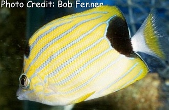  Chaetodon fremblii (Bluestripe Butterflyfish, Blue-linned Butterflyfish)