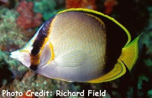  Chaetodon gardineri (Gardner's Butterflyfish)
