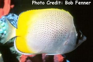  Chaetodon guentheri (Gunther's Butterflyfish)