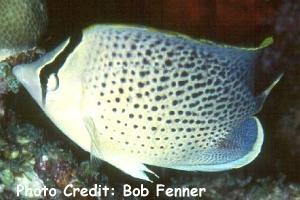  Chaetodon guttatissimus (Spotted Butterflyfish, Peppered Butterflyfish)