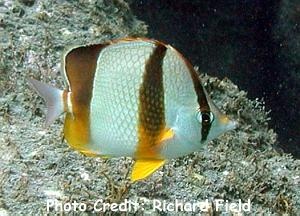  Chaetodon hoefleri (Four-Banded Butterflyfish, Hoefler's Butterflyfish)