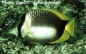  Chaetodon leucopleura (Somali Butterflyfish)