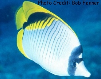  Chaetodon lineolatus (Lined Butterflyfish)