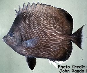  Chaetodon litus (Easter Island Butterflyfish)