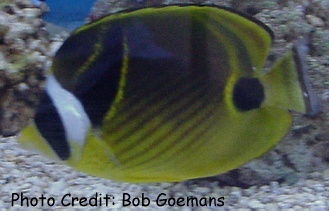  Chaetodon lunula (Raccoon Butterflyfish, Moon Butterflyfish, Red Striped Butterflyfish)