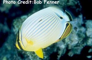  Chaetodon lunulatus (Redfin Butterflyfish, Oval Butterflyfish)