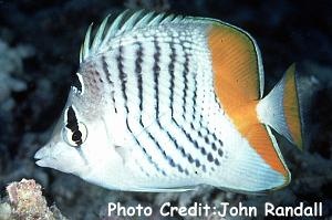 Chaetodon madagaskariensis (Seychelles Butterflyfish, Indian Ocean Chevron Butterflyfish)