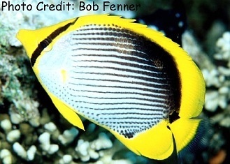  Chaetodon melannotus (Blackback Butterflyfish)