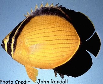  Chaetodon melapterus (Arabian Butterflyfish)