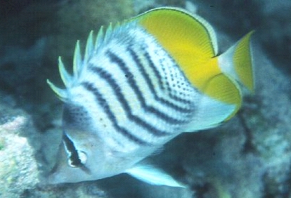  Chaetodon mertensii (Merten's Butterflyfish, Atoll Butterflyfish, Orangetail Butterflyfish)