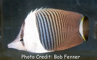  Chaetodon mesoleucos (White-face Butterflyfish)