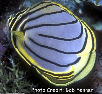  Chaetodon meyeri (Meyer's Butterflyfish)