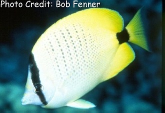  Chaetodon miliaris (Lemon Butterflyfish, Hawaiian Butterflyfish, Millet Butterflyfish)