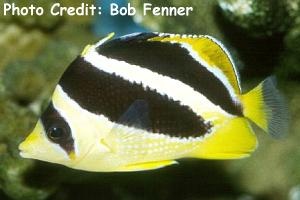  Chaetodon mitratus (Indian Butterflyfish, Headband Butterflyfish)