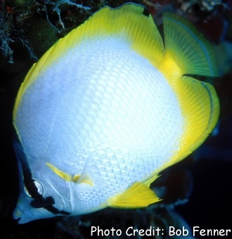  Chaetodon ocellatus (Spotfin Butterflyfish)