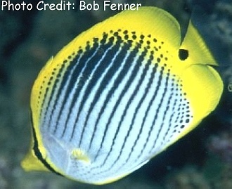  Chaetodon ocellicaudus (Spottail Butterflyfish)