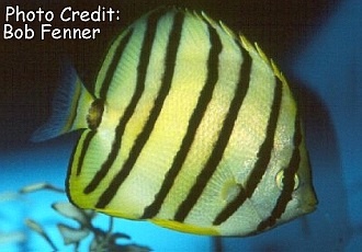  Chaetodon octofasciatus (Eightbanded Butterflyfish)