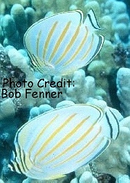  Chaetodon ornatissimus (Ornate Butterflyfish)