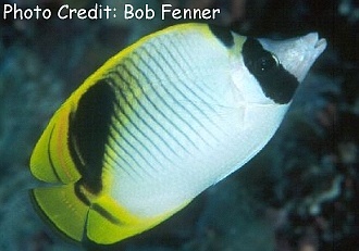  Chaetodon oxycephalus (Spotnape Butterflyfish, Pig Face Butterflyfish)