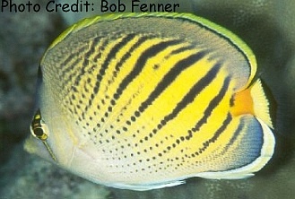  Chaetodon pelewensis (Dot-and-Dash Butterflyfish, Sunset Butterflyfish)