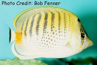  Chaetodon punctatofasciatus (Spotbanded Butterflyfish, Punctato Butterflyfish)