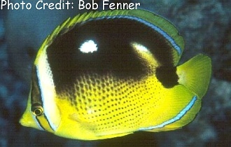  Chaetodon quadrimaculatus (Fourspot Butterflyfish)