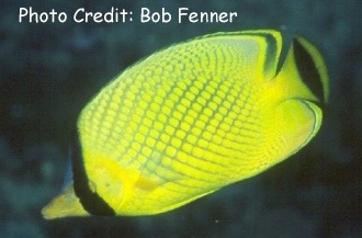  Chaetodon rafflesii (Latticed Butterflyfish, Raffles Butterflyfish)