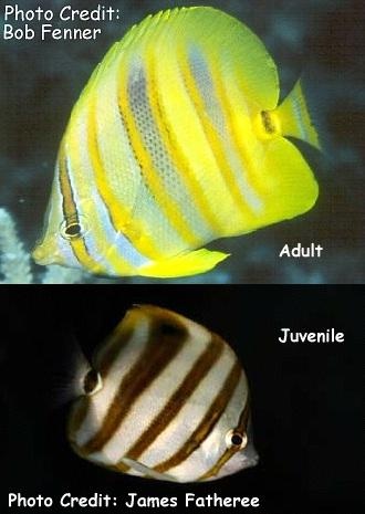  Chaetodon rainfordi (Rainford's Butterflyfish)