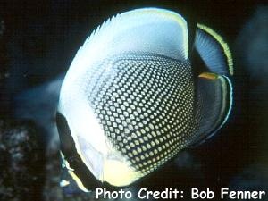  Chaetodon reticulatus (Reticulated Butterflyfish)