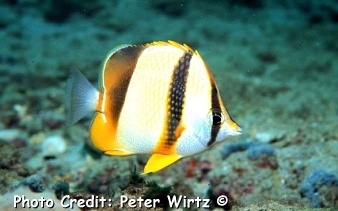  Chaetodon robustus (Robust Butterflyfish, Three-banded Butterflyfish, Ghana Butterflyfish)