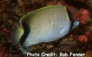  Chaetodon sedentarius (Atlantic Butterflyfish, Reef Butterflyfish)