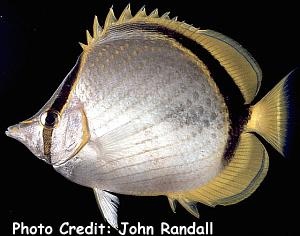  Chaetodon selene (Yellow-dotted Butterflyfish)