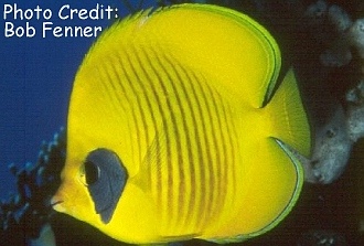  Chaetodon semilarvatus (Golden Butterflyfish, Addis Butterflyfish, Bluecheek Butterflyfish)